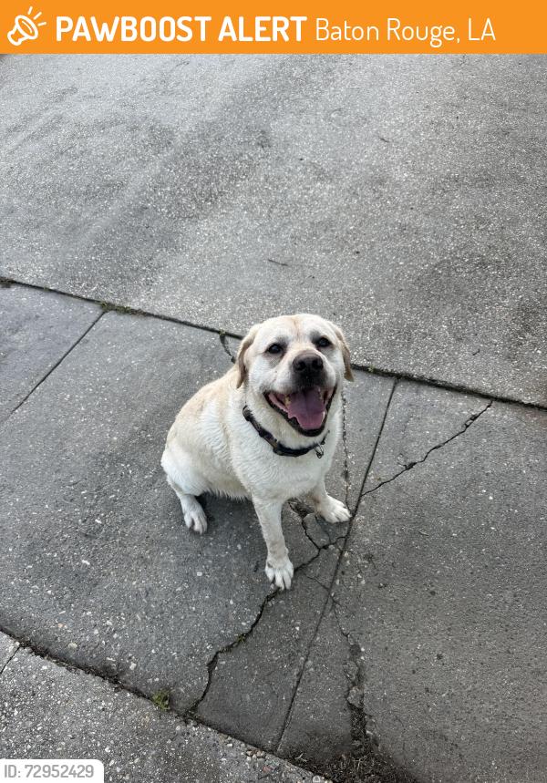 Found/Stray Male Dog last seen Springlake Drive / Springbrook Ave , Baton Rouge, LA 70810