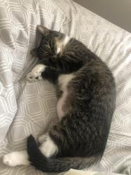 Lost Female Cat last seen Trellis Ridge Lane apmts, De Pere, WI 54115