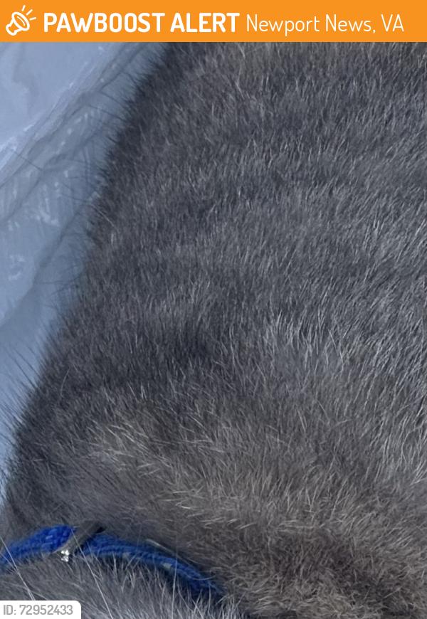 Found/Stray Unknown Cat last seen Near 7-Eleven, Newport News, VA 23602