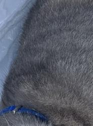 Found/Stray Unknown Cat last seen Near 7-Eleven, Newport News, VA 23602