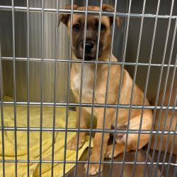 Shelter Stray Male Dog last seen , Greensboro, NC 27409