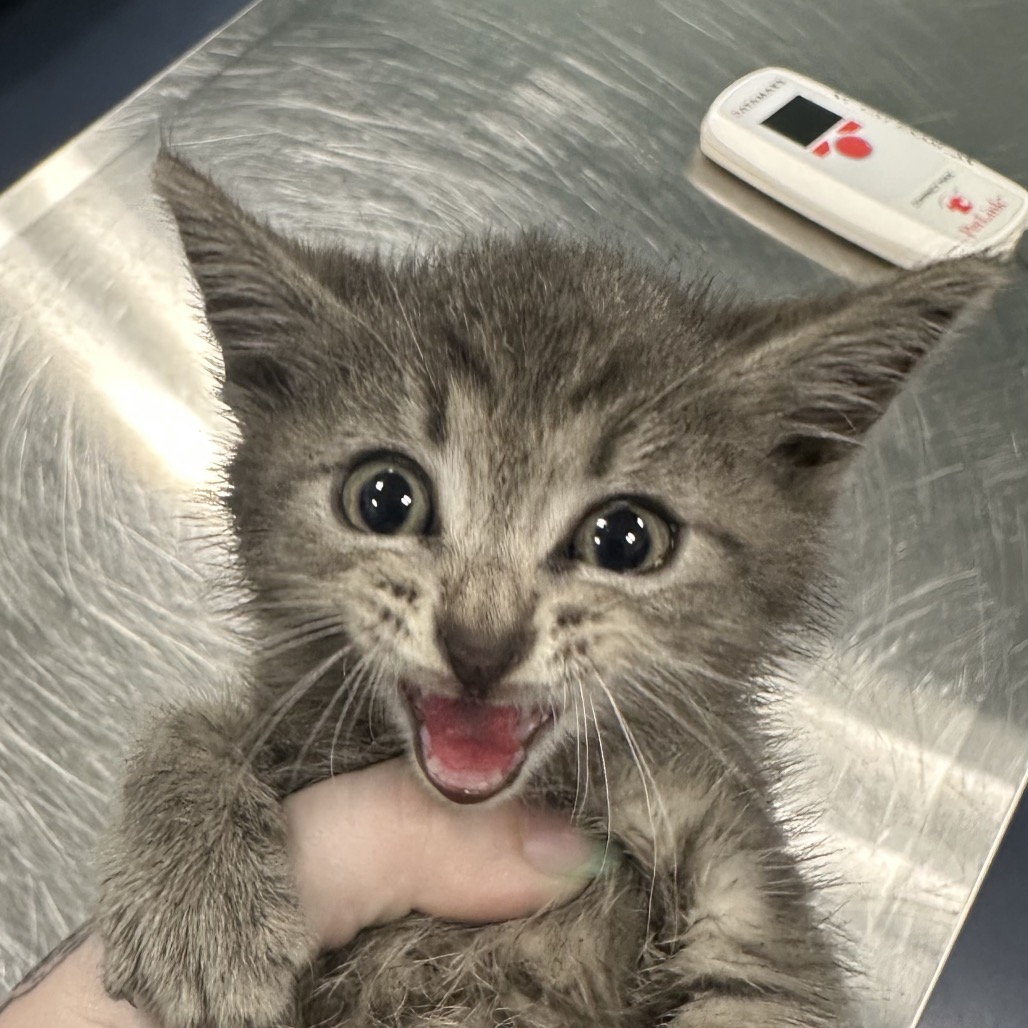 Shelter Stray Male Cat last seen , Greensboro, NC 27409