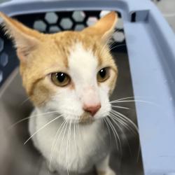 Shelter Stray Male Cat last seen , Greensboro, NC 27409