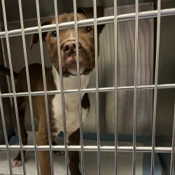 Shelter Stray Male Dog last seen , Greensboro, NC 27409
