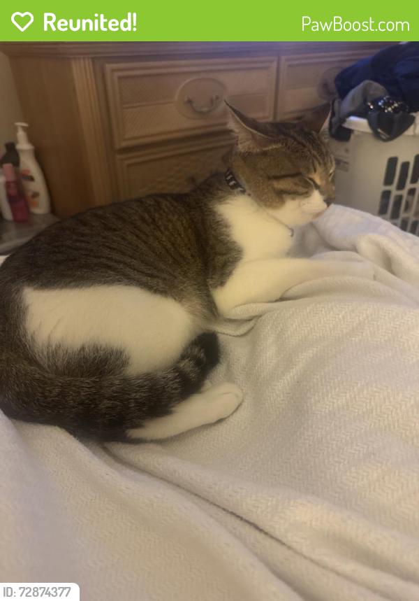 Reunited Male Cat last seen Clearwater, FL 33755, USA, Clearwater, FL 33755