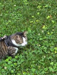 Lost Female Cat last seen Hungary road, Henrico County, VA 23294