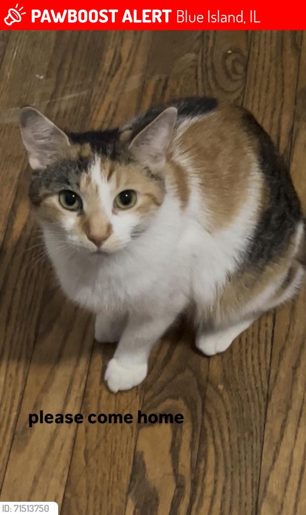 Lost Female Cat last seen Collins and Western next to Pierre’s bakery , Blue Island, IL 60406