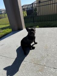 Reunited Male Dog last seen Trinity , Rockledge, FL 32955