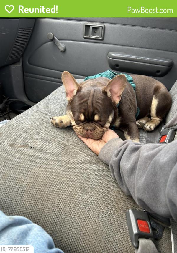Reunited Male Dog last seen Aster St, Escondido, CA 92027, USA, Escondido, CA 92027