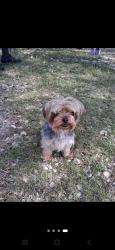 Reunited Female Dog last seen Estelle road and Redondo Dr , Killeen, TX 76541