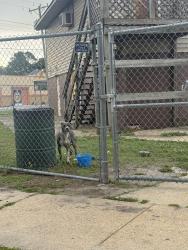 Found/Stray Unknown Dog last seen Hoover & Park Ave, Chesapeake, VA 23324