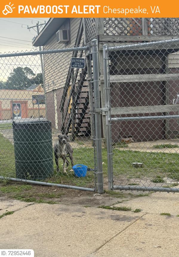 Found/Stray Unknown Dog last seen Hoover & Park Ave, Chesapeake, VA 23324