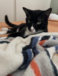 Lost Male Cat last seen NE Blvd North, St. Petersburg, FL 33702