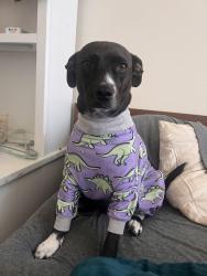 Reunited Female Dog last seen Santa Ana Blvd / Pacific , Santa Ana, CA 92703