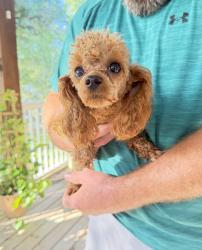 Found/Stray Female Dog last seen O’Neal South Harrells Ferry, East Baton Rouge Parish, LA 70816