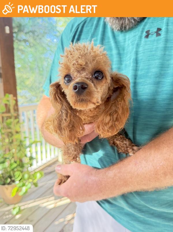 Found/Stray Female Dog last seen O’Neal South Harrells Ferry, East Baton Rouge Parish, LA 70816