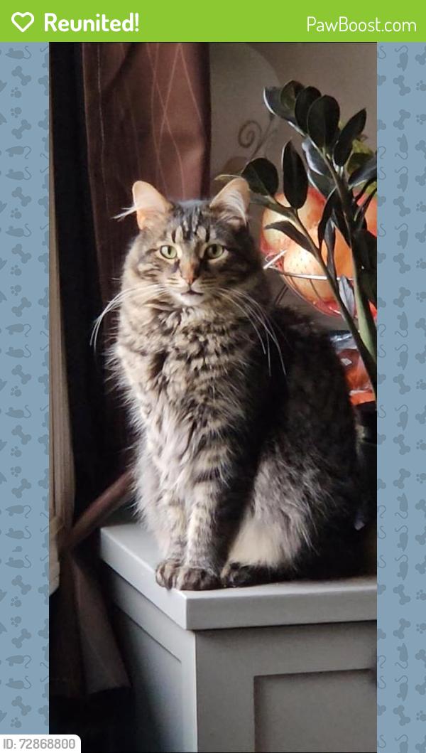 Reunited Male Cat last seen Across the street from s sporting goods in Valparaiso in , Valparaiso, IN 46383