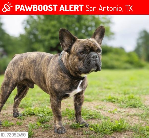 Lost Male Dog last seen Goliad and southcross, San Antonio, TX 78223