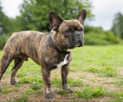 Lost Male Dog last seen Goliad and southcross, San Antonio, TX 78223