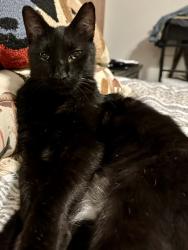 Lost Male Cat last seen Star Vista_Dogleg Right, San Antonio, TX 78221