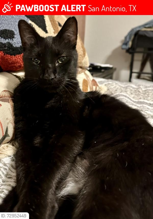 Lost Male Cat last seen Star Vista_Dogleg Right, San Antonio, TX 78221