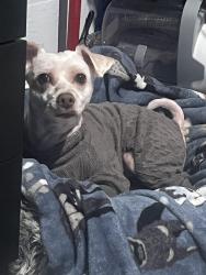 Lost Male Dog last seen Lowkey meats, Fort Lauderdale, FL 33311