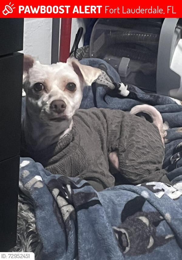 Lost Male Dog last seen Lowkey meats, Fort Lauderdale, FL 33311