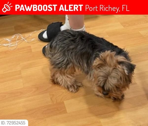 Lost Female Dog last seen Near lotus dr , Port Richey, FL 34668