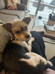 Lost Female Dog last seen 17th near river and central, Zeeland, MI 49464