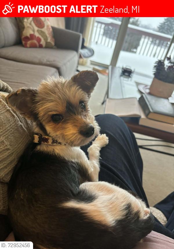 Lost Female Dog last seen 17th near river and central, Zeeland, MI 49464