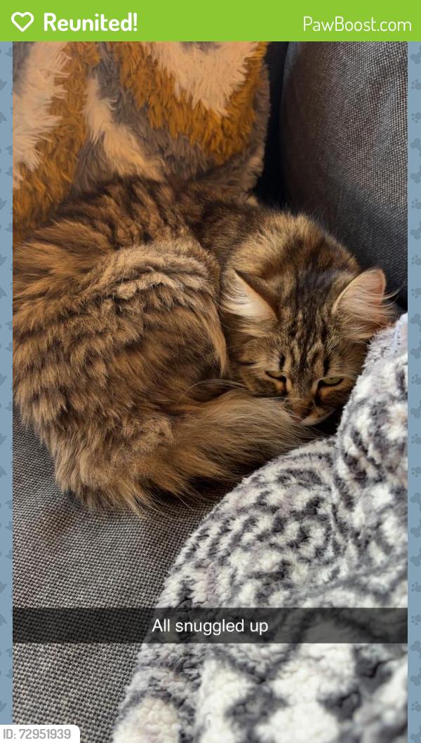 Reunited Female Cat last seen Burnage Lane, Greater Manchester, England M19 1LT