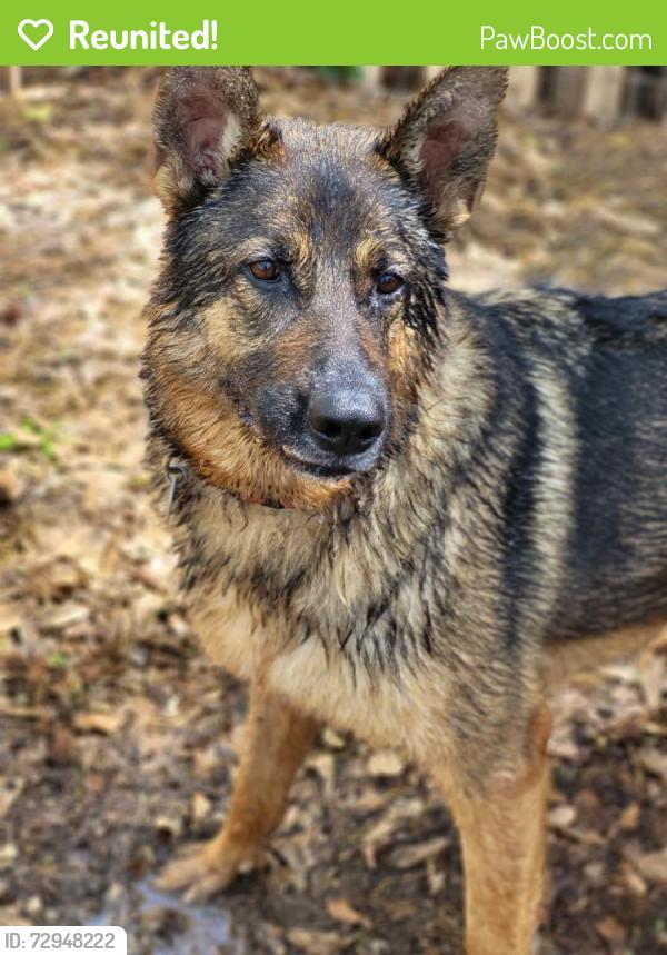 Reunited Male Dog last seen Quincy Dr & Brushy Creek Rd, South Carolina 29650, USA, Greenville County, SC 29650