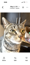 Lost Male Cat last seen Pine st doctor st locust st. Cherry st, Fall River, MA 02720