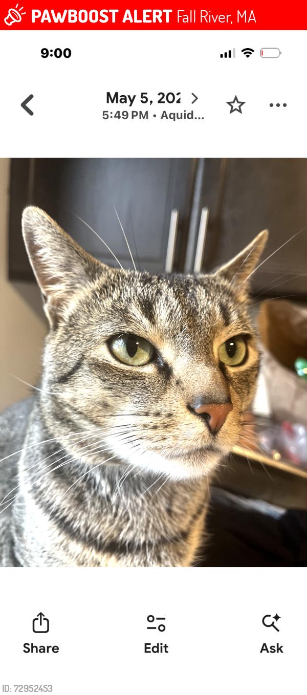 Lost Male Cat last seen Pine st doctor st locust st. Cherry st, Fall River, MA 02720