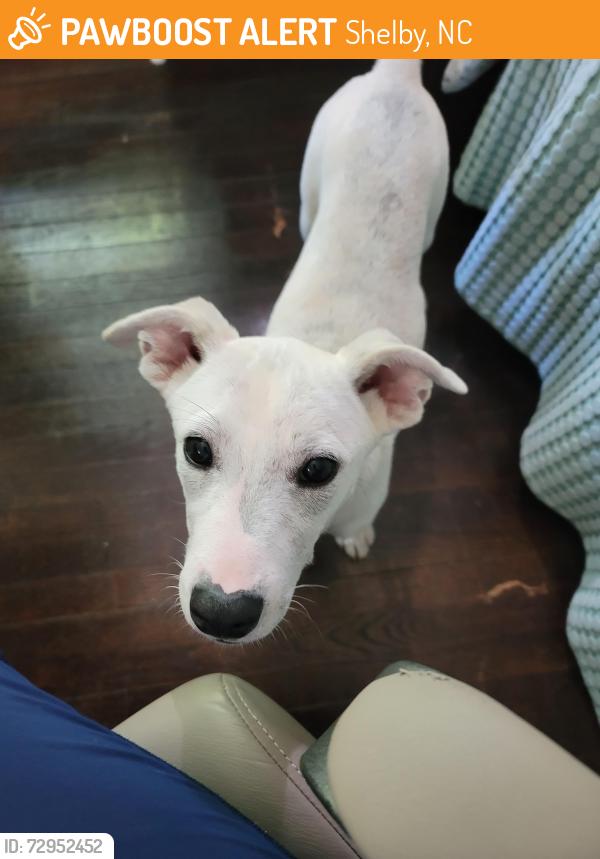 Found/Stray Male Dog last seen Dekalb Street, Shelby, NC 28150