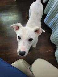 Found/Stray Male Dog last seen Dekalb Street, Shelby, NC 28150