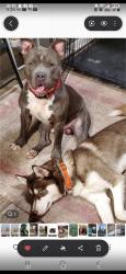 Lost Male Dog last seen Near clearlake dr, La Vergne, TN 37086