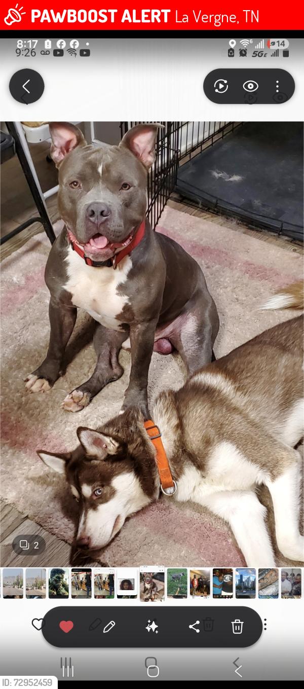 Lost Male Dog last seen Near clearlake dr, La Vergne, TN 37086