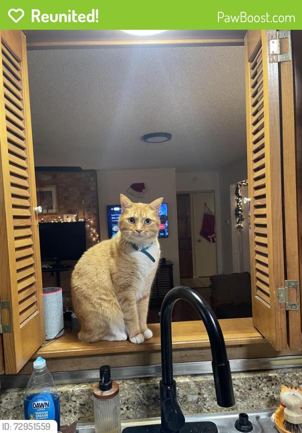 Reunited Male Cat last seen Holiday Ln, North Richland Hills, TX 76180