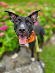 Shelter Stray Female Dog last seen CHARLOTTE, Charlotte, NC 28217