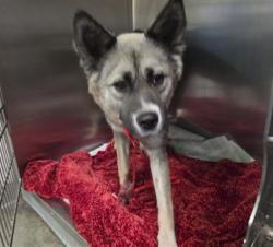 Shelter Stray Female Dog last seen , Los Angeles, CA 90047