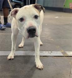 Shelter Stray Female Dog last seen , Los Angeles, CA 90047