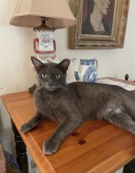 Reunited Male Cat last seen Archer Street between Coronado and Pittman, Houston, TX 77009