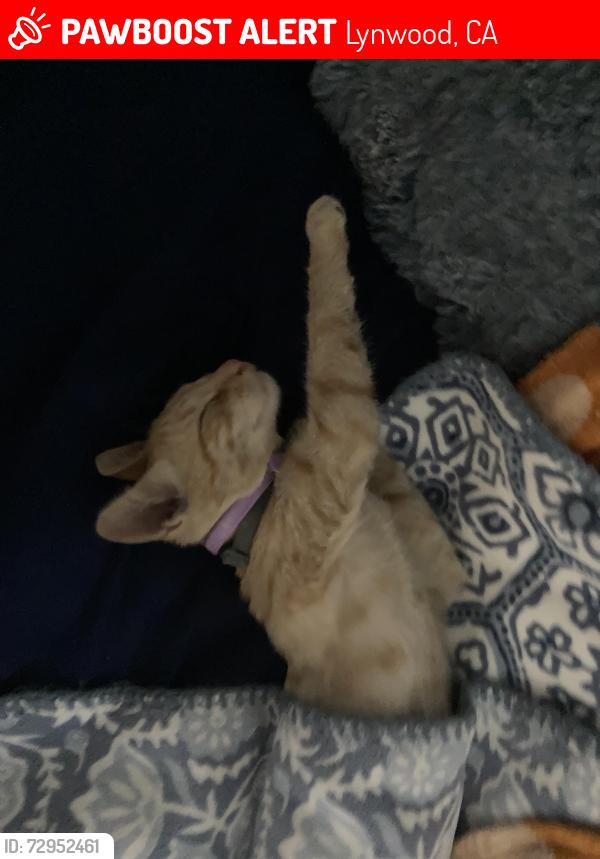 Lost Female Cat last seen Lorraine St & Fernwood Ave at the corner, Lynwood, CA 90262