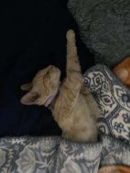 Lost Female Cat last seen Lorraine St & Fernwood Ave at the corner, Lynwood, CA 90262
