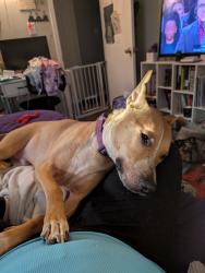 Lost Male Dog last seen Lakeview and waldos beach, Jack Britt, NC 28306