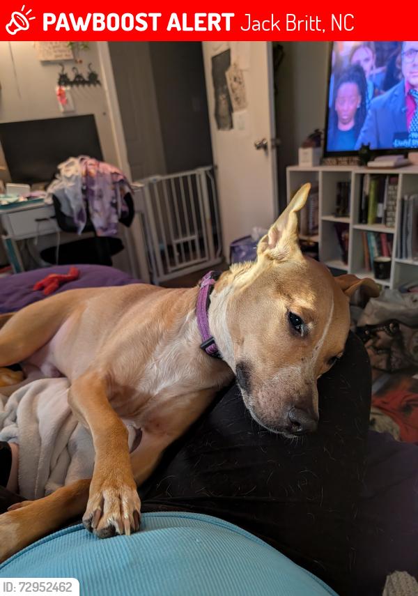 Lost Male Dog last seen Lakeview and waldos beach, Jack Britt, NC 28306