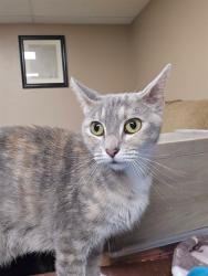 Shelter Stray Female Cat last seen ST CHARLES CO, St. Peters, MO 63376