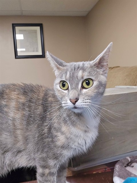Shelter Stray Female Cat last seen ST CHARLES CO, St. Peters, MO 63376