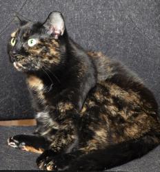 Lost Female Cat last seen Hess at and Queen st, Hamilton, ON L8P 1B2